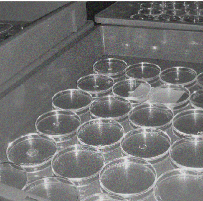 <ترجمة الامتداد=